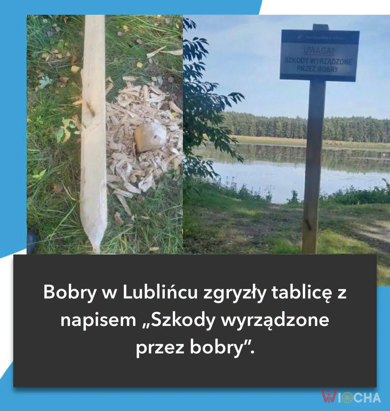 Bobry na wolności