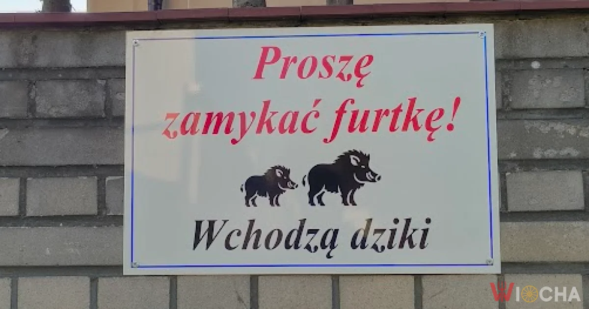 Wchodzą dziki
