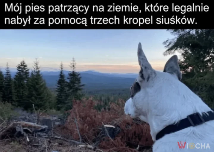 To wszystko jest teraz moje