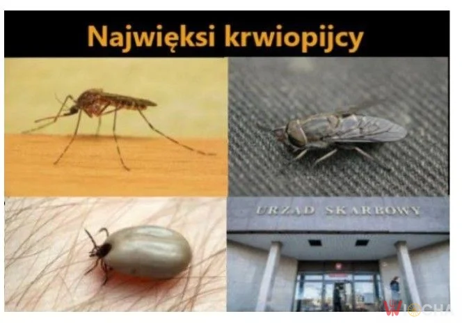 Podatki: największy krwiopijca