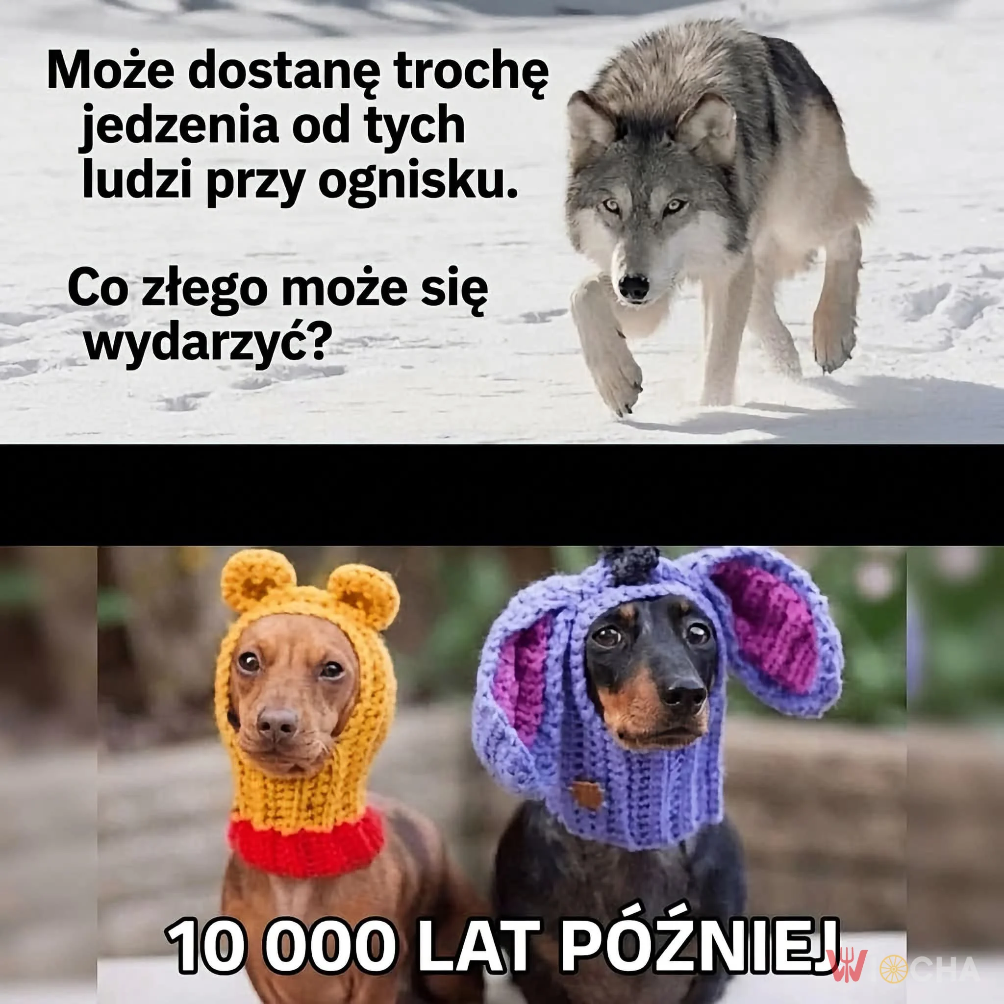 Ewolucja psa