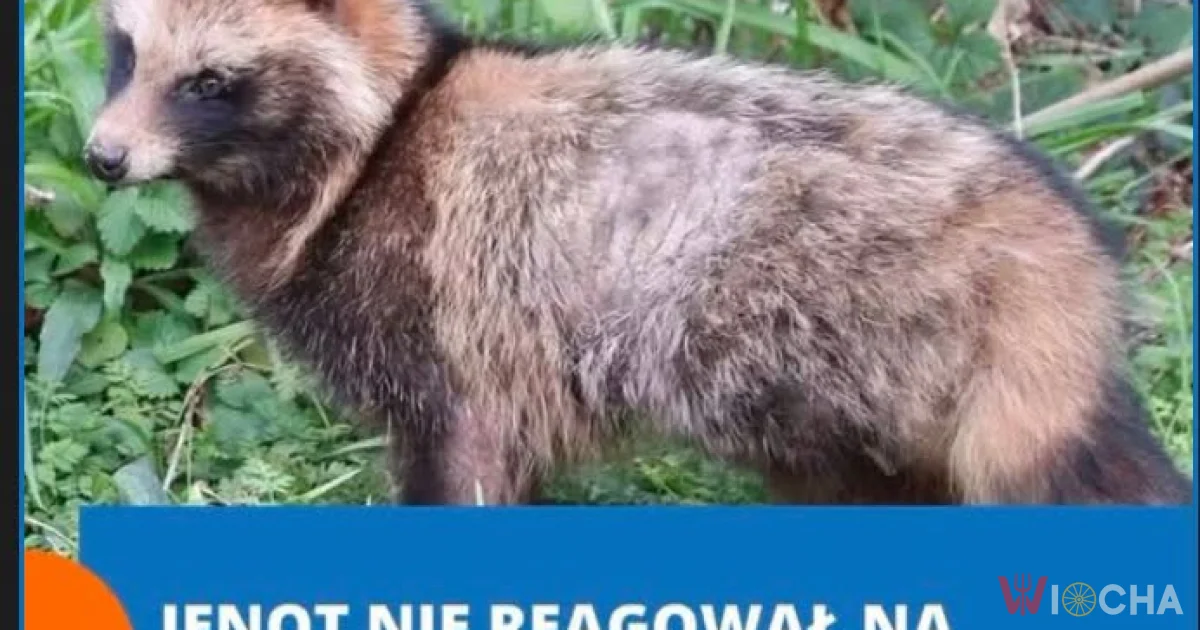 Nie reagował na polecenia policji