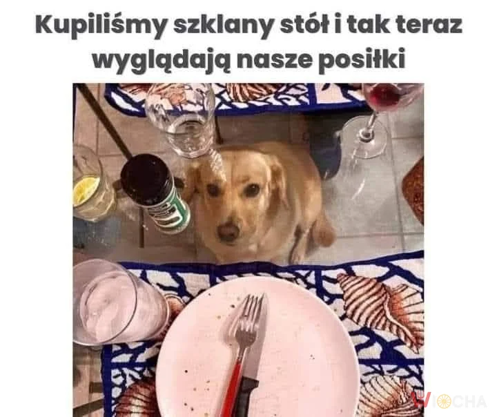 Teraz widać jaki jest głodny