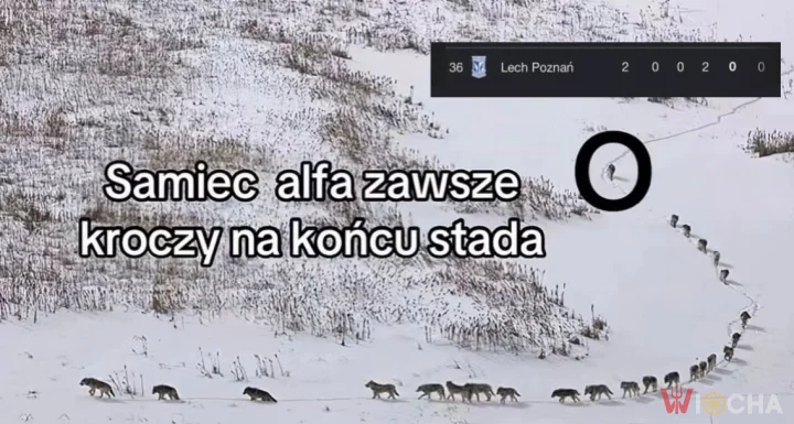 Samiec alfa