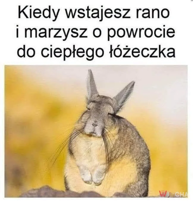 Poranne dylematy