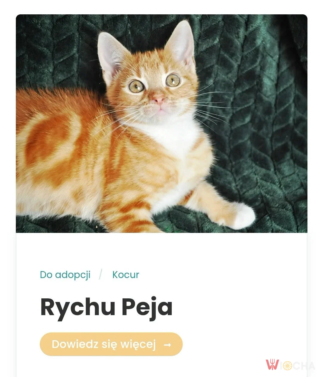 Rychu Peja do adopcji