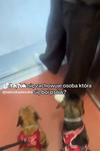 Psiara wchodzi do windy i każe kobiecie wyjść skoro się boi psów