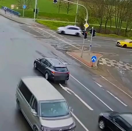 Dziki, silny i wyjątkowo niebezpieczny drapieżnik