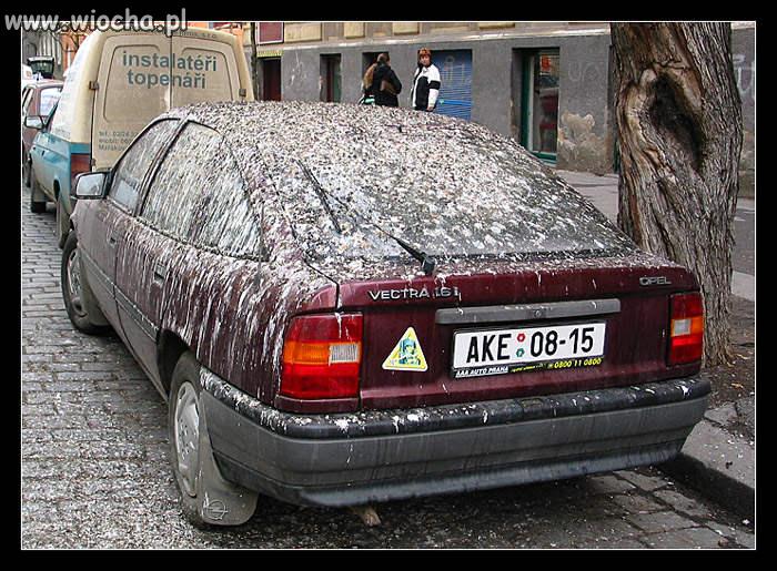 Musiał się ptakom narazić.