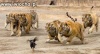 Fast food.