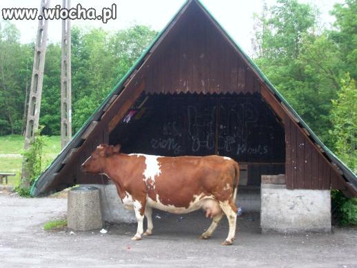 Oczekiwanie