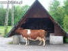 Oczekiwanie