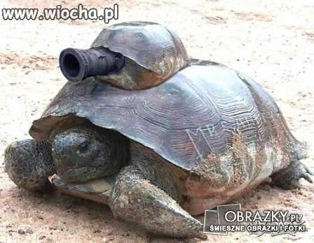 Żółw pancerny.