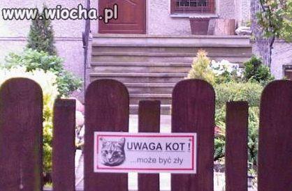 Groźny kocur
