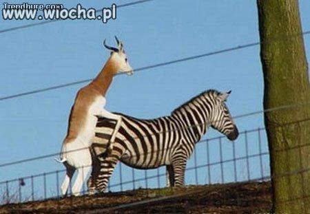 Obywatelu!