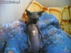 Gangsta kot!