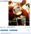 Swojskie klimaty