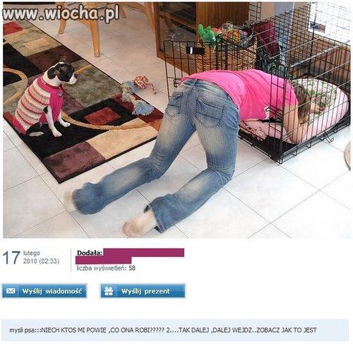 Psie zdziwienie
