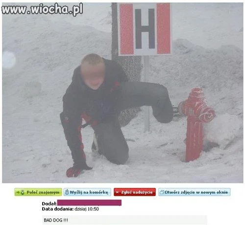 Niegrzeczny piesek