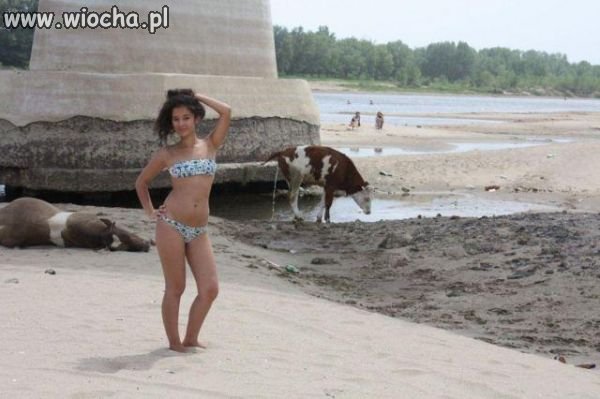 Plaża z krowami