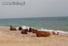 Plażowiczki?