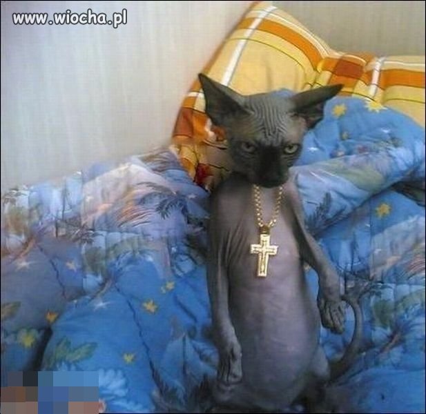 Gangsta kot...