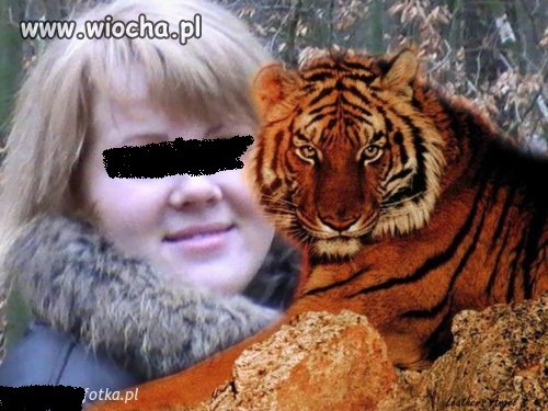 Kocica