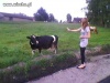 Drodzy Panie i Panowie