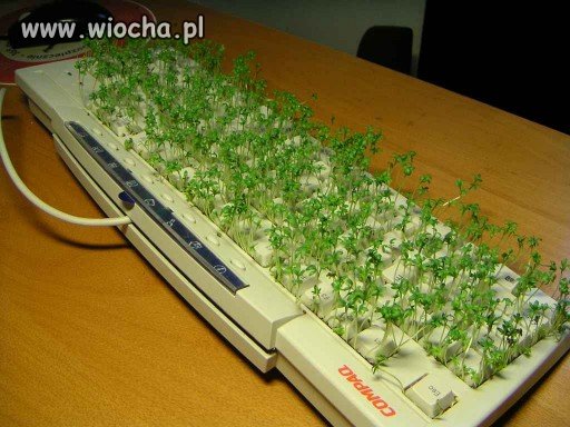 Wszystkim użytkownikom wiocha.pl życze Wesołych Świąt !