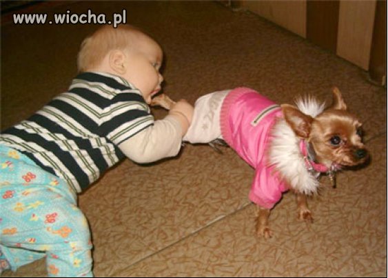 Mamo! Tato! Ja chcę hot-doga