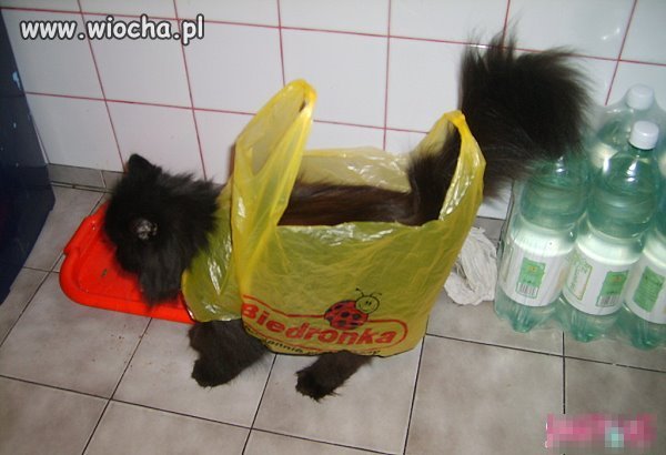 Zakupy w biedronce