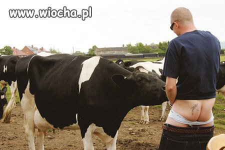 Ooo dobra krówka