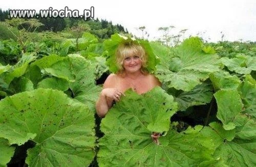 A kuku tu jestem