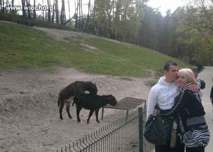 Są osły - jest impreza