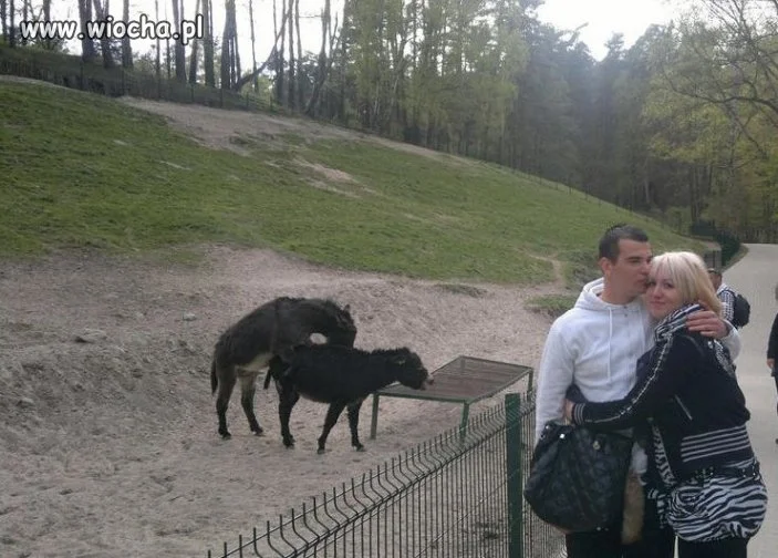 Są osły - jest impreza