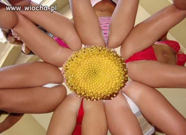 Nowa odmiana słonecznika ?
