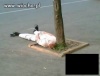 Zdojony