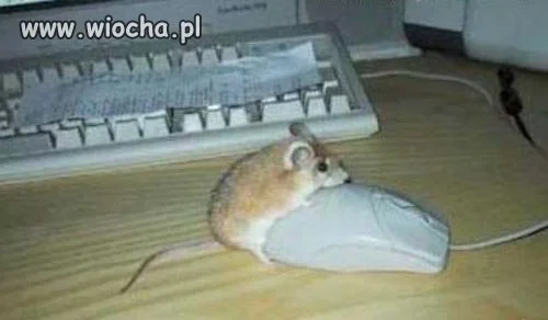 Jak się nie ma co się lubi