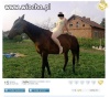 Lans na ujeżdżanie konia..