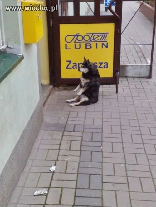 Posłuszny piesek