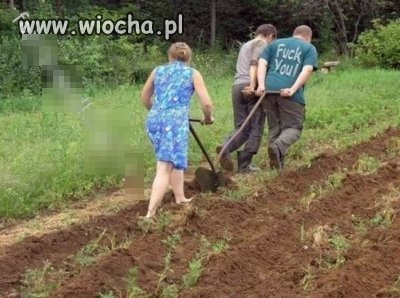 Moje konie