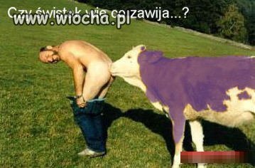 Łaciata fioletowa.