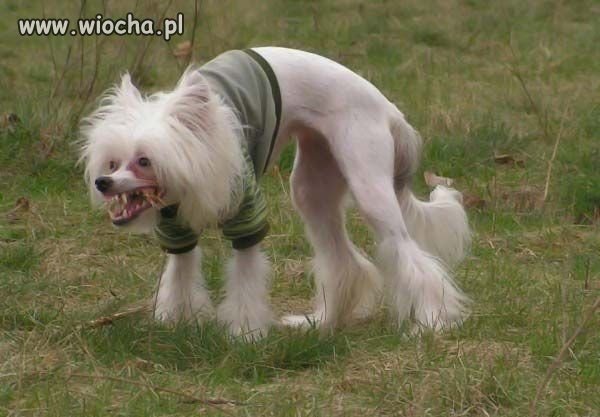 Ni pies ni wydra