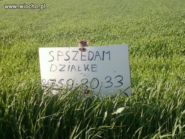 SpSZedam?  Analfabetyzm 3 stopnia 