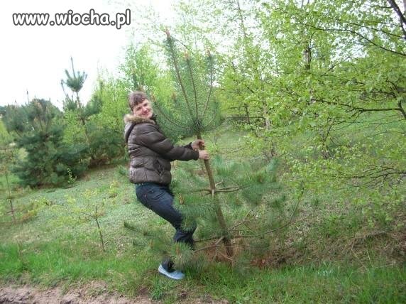 Nie ma swoich drzew. 