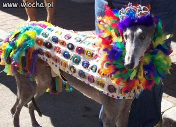 Moja kochana pani mnie przebrała...