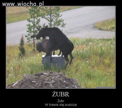 Jak się nie ma co się lubi