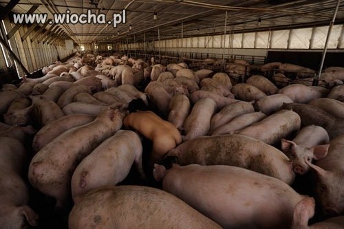 I którą tu wybrać
