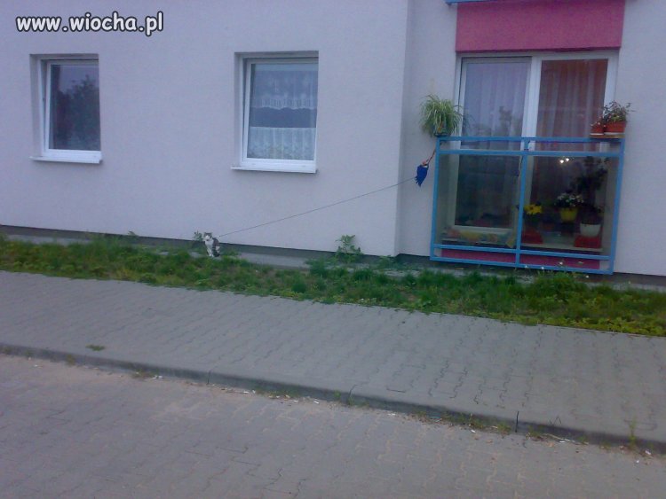 Kotek
