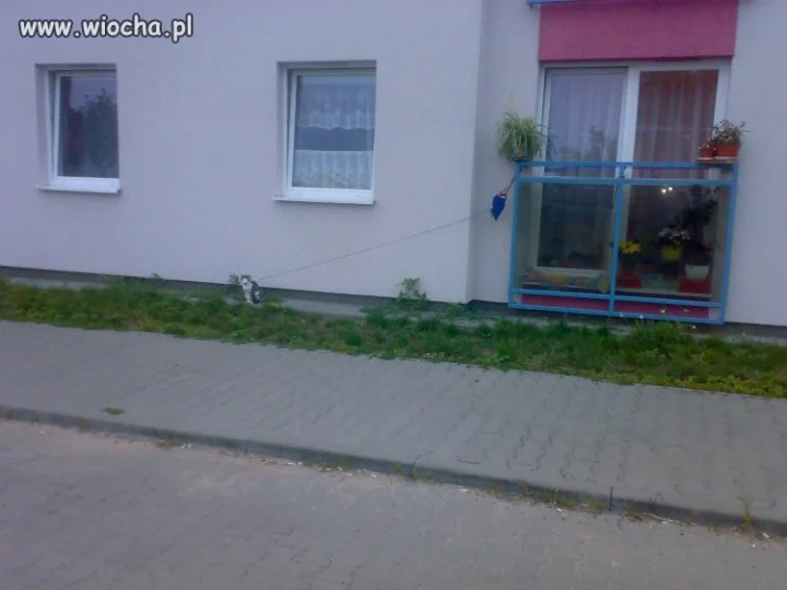 Kotek
